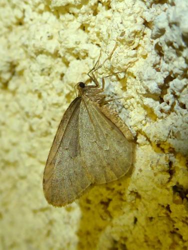 Operophtera brumata